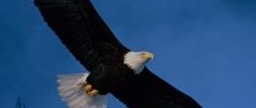 soar with the eagles